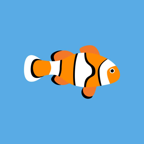 Amphiprion clown fish Amphiprion clown fish on the blue background. Vector illustration anemonefish stock illustrations