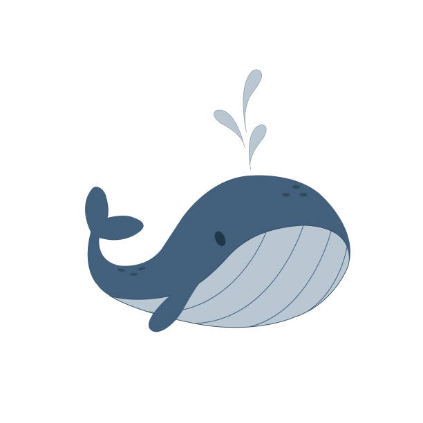 illustrations, cliparts, dessins animés et icônes de une illustration d’une baleine bleue - beluga