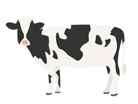 An illustration of a cow.