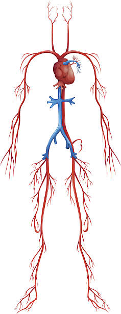 an illustration of the circulatory system - laporta 幅插畫檔、美工圖案、卡通及圖標