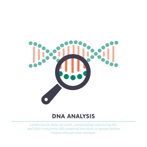 dna 분석, 유전학 테스트입니다. 돋보기 표시에 dna 체인입니다. 유전 공학, 복제, 친자 확인 테스트 - 과학 실험 stock illustrations