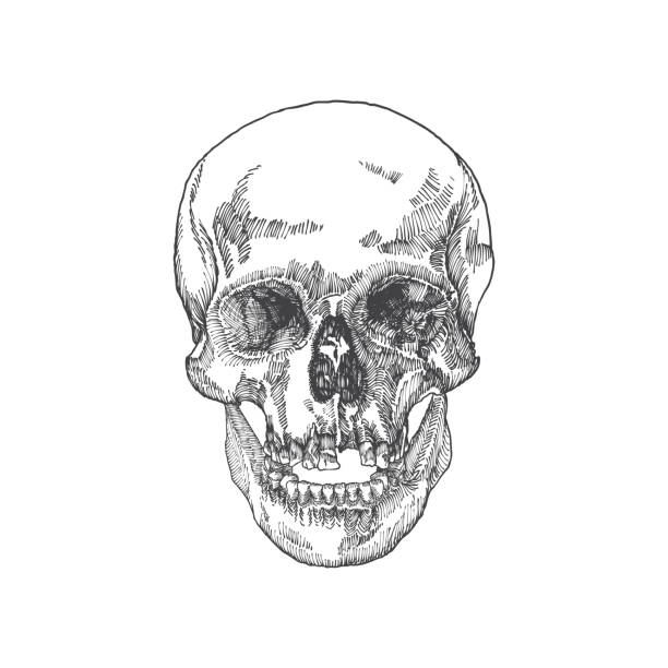 Анатомические черепа с открытым ртом или челюстью, выветривается и музей ка...