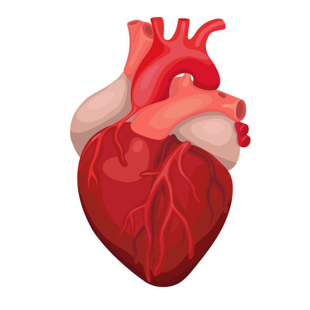 해부학 심장 격리. 심장 진단 센터 기호입니다. 인간의 심장 만화 디자인입니다. 벡터 이미지입니다. - 해부학 stock illustrations