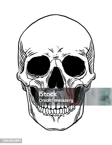 istock Anatomical Human Skull 1384802891