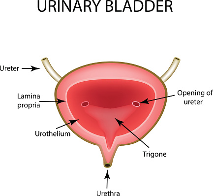 bladder urinary illustration vector anatomical infographics structure control isolated background illustrations clip