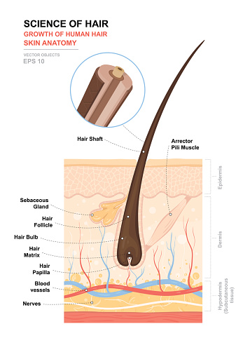 Anatomical training poster. Growth and structure of human hair. Skin and hair anatomy. Cross section of the skin layers. Detailed medical vector illustration