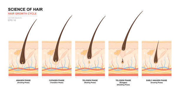 Anatomical training poster. Hair growth phase step by step. Stages of the hair growth cycle. Anagen, telogen, catagen. Skin anatomy. Cross section of the skin layers. Medical vector illustration Anatomical training poster. Hair growth phase step by step. Stages of the hair growth cycle. Anagen, telogen, catagen. Skin anatomy. Cross section of the skin layers. Medical vector illustration hair structure stock illustrations