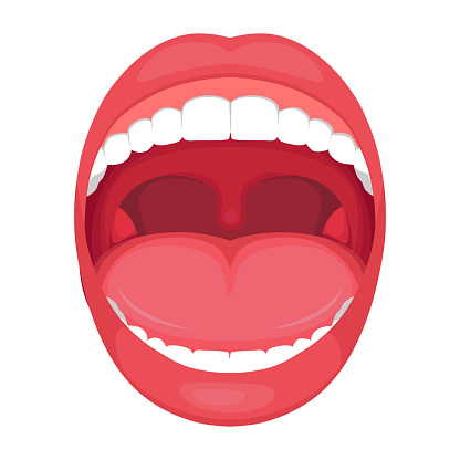 anatomy human open  mouth