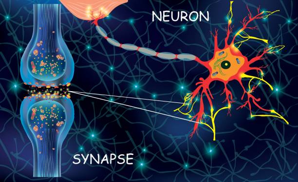anatomie-neyron-zellen. übertragungssignal des impulses in einem lebenden organismus. signalisierung im gehirn. neuronale verbindungen im gehirn bilden gedanken, konzeptlernen. struktur neyron für pädagogische, medizinische verwendung. synapse elektroni - synapse stock-grafiken, -clipart, -cartoons und -symbole