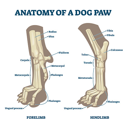 Anatomy of dog paws with forelimb and hindlimb bones vector illustration