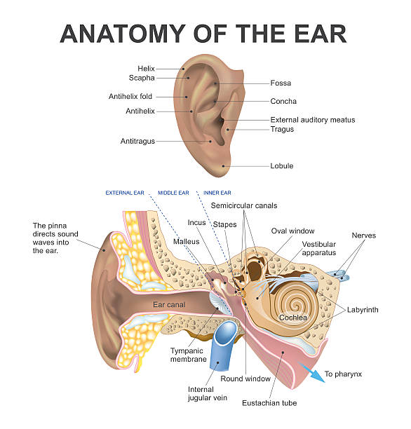 ilustraciones, imágenes clip art, dibujos animados e iconos de stock de anatomía del oído - oreja humana