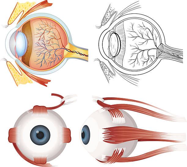 Anatomy of the eye Anatomy of the human eye on a white background human eye stock illustrations