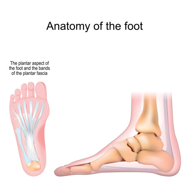 Anatomy of the foot. Bones and Plantar fascia. Anatomy of the foot. Bones and Plantar fascia. Realistic Vector illustration. bottom view and side view plantar fasciitis stock illustrations