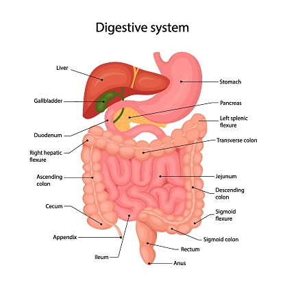 Anatomy of the human digestive system with a description of the corresponding internal parts. Vector illustration in cartoon style