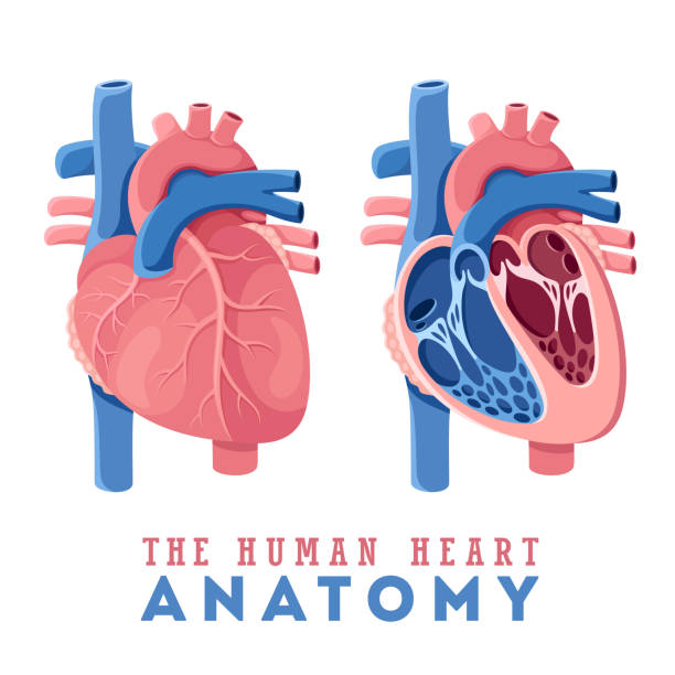 stockillustraties, clipart, cartoons en iconen met anatomie van het menselijk hart - anatomie