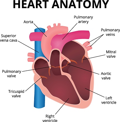human heart, an organ in a cut, the operation of the heart valves