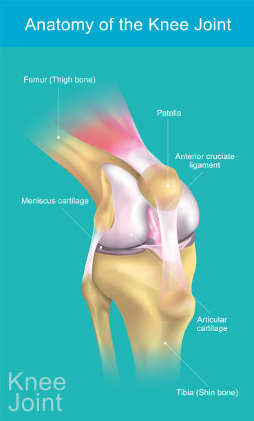 Anatomy of the Knee Joint. The knee joint joins the thigh with the leg and consists of two articulations: one between the femur and tibia and one between the femur and patella. It is the largest joint in the human body. Illustration anatomy body. joint body part stock illustrations