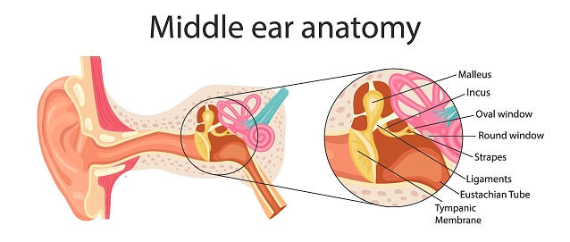 Anatomy of the middle ear. Detailed illustration for educational, medical, biological and scientific purposes.