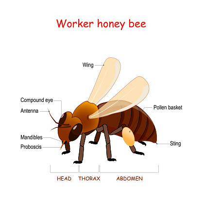 Anatomy of Worker honey bee. Close-up of bee with wings, sting, proboscis, mandibles, pollen basket, and compound eye. Information poster. educational scheme. vector illustration.