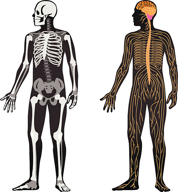 Anatomy Vector File of Human Body Showing Anatomy human nervous system stock illustrations