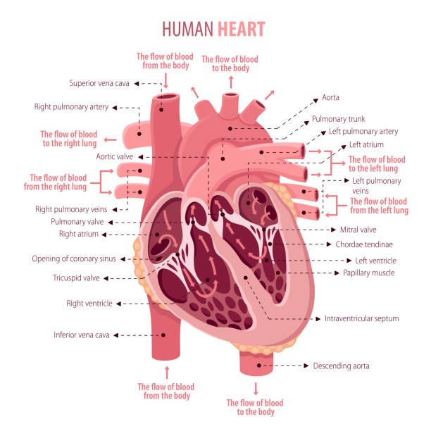 анатония человеческого сердца - laporta stock illustrations