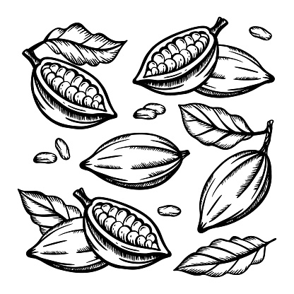 COCOA FRUIT And Cocoa Beans Clip Art Vector Illustration Set