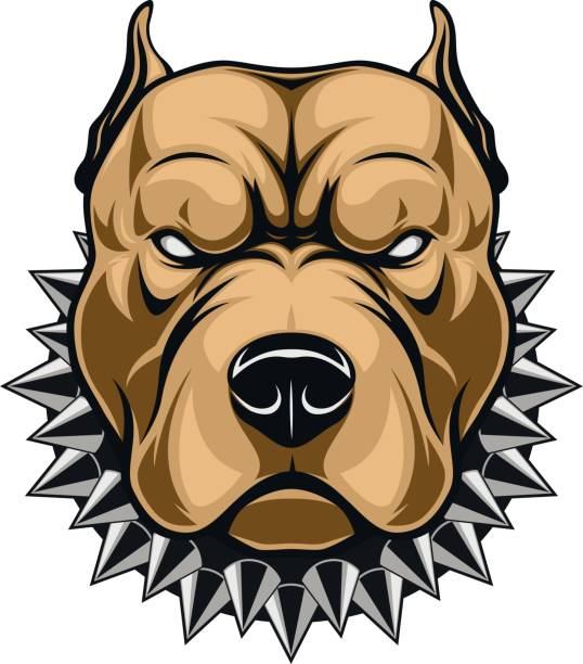 Angry dog head Vector illustration of a head of a spiteful pit bull, on a white background pit bull terrier stock illustrations