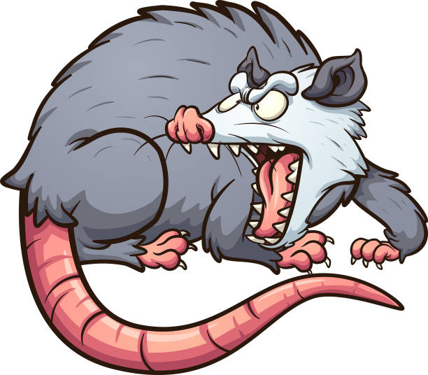 Angry opossum Angry opossum looking back and screaming. Vector cartoon clip art illustration with simple gradients. All on a single layer. opossum stock illustrations