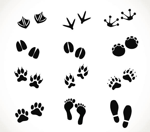 Animal and human paw and footprint set vector Animal and human paw and footprint set  - simple vector illustrations isolated on white background duck meat stock illustrations