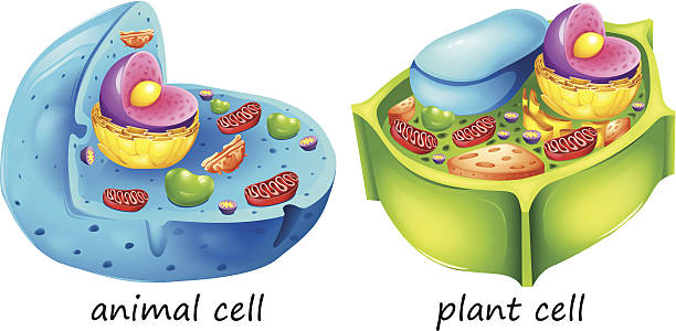 Animal and plant cells lllustration of the animal and plant cells on a white background endoplasmic reticulum stock illustrations