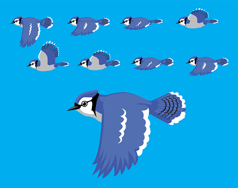 Animal Animation Sequence Blue Jay Flying Cartoon Vector