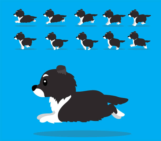 Animal Animation Sequence Dog Shelties Shetland Sheepdog Cartoon Animal Cartoon EPS10 File Format running borders stock illustrations