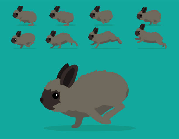 bildbanksillustrationer, clip art samt tecknat material och ikoner med djur animation sekvens kanin jersey wooly cartoon vector - dwarf rabbit