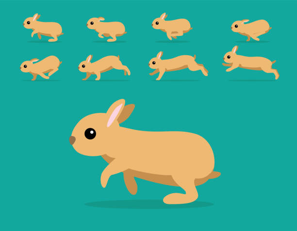 bildbanksillustrationer, clip art samt tecknat material och ikoner med djur animation sekvens kanin nederländerna dvärgtecknad vektor - netherland dwarf rabbit