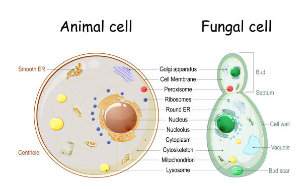 Animal cell and fungal (yeast) cell structure. Animal cell and fungal (yeast) cell structure. cross section and anatomy of cell. Biology Chart. Vector illustration on a white background. detailed diagram for use in education endoplasmic reticulum stock illustrations