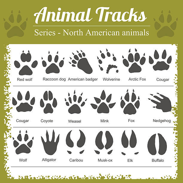 bildbanksillustrationer, clip art samt tecknat material och ikoner med animal footprints - north american animals - aligator