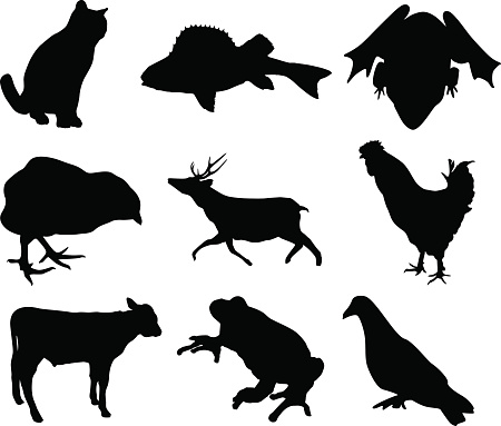 Animal shapes