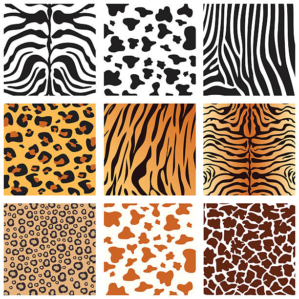 Animal Skins Vector animals pattern collection. animal markings stock illustrations