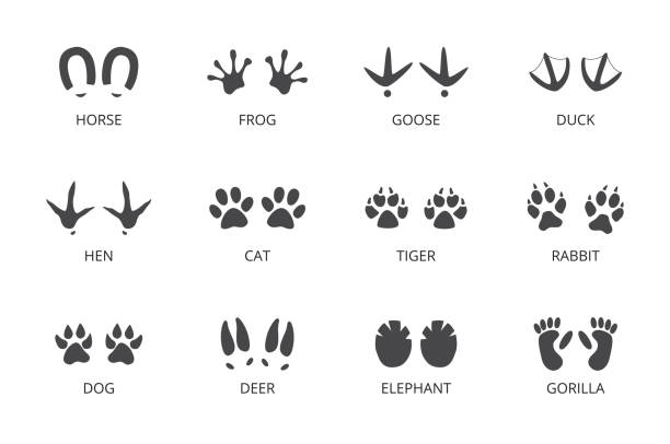 Animal track footprint set isolated on white background Animal track footprint set isolated on white background, house pet paw and wildlife foot signs collection in simple flat cartoon style - vector illustration horse hoof prints stock illustrations