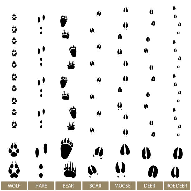Animal Track, Vector Traces of Forest Animals, Animal Track, Vector Illustration moose stock illustrations