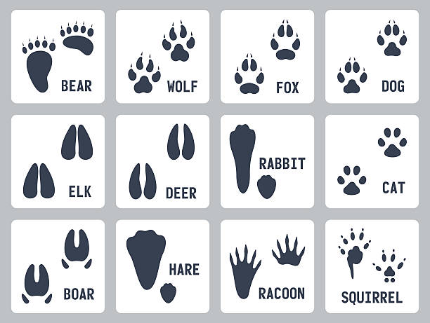 tierische spuren-vektor-icons-set - tatze katze freisteller stock-grafiken, -clipart, -cartoons und -symbole