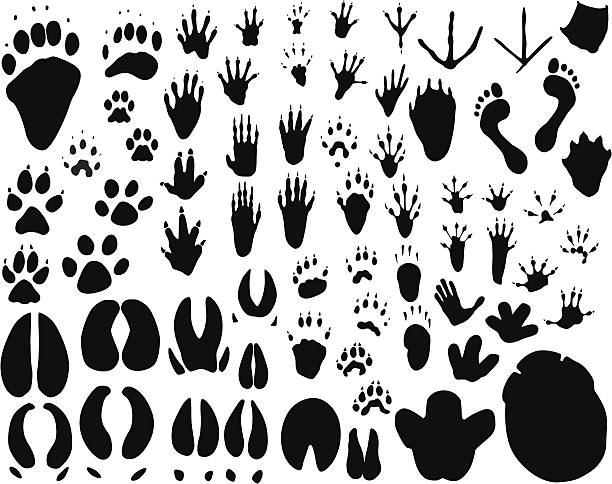 tierische titel - biodiversität stock-grafiken, -clipart, -cartoons und -symbole