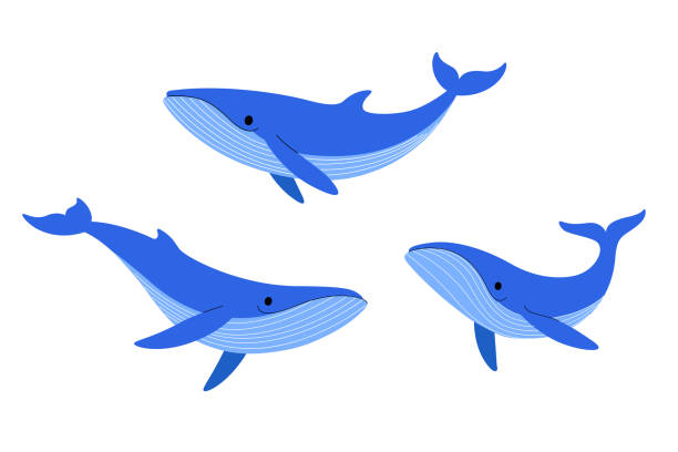bildbanksillustrationer, clip art samt tecknat material och ikoner med djur - blue whale