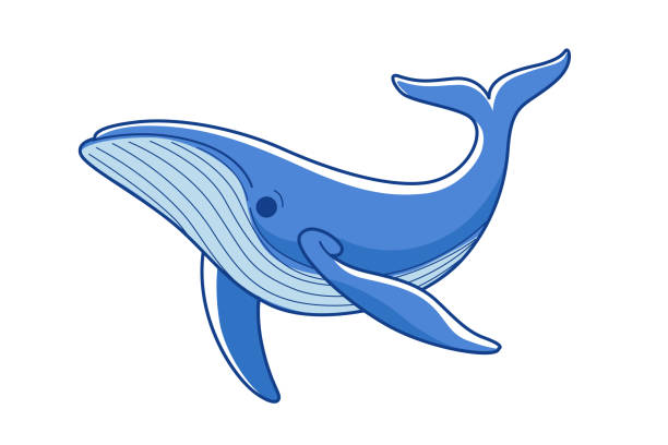 bildbanksillustrationer, clip art samt tecknat material och ikoner med animal - blue whale