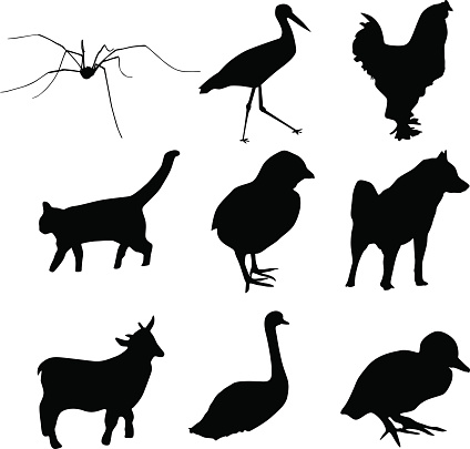 Animal vector shapes