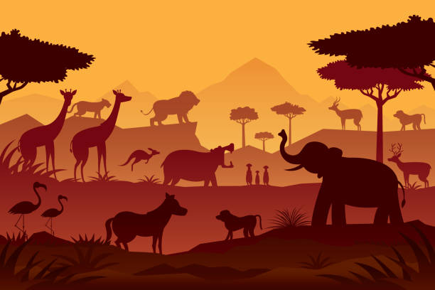 Animals and Wildlife Sunrise or Sunset Background Silhouette, Nature, Zoo and Safari Tree Kangaroo stock illustrations