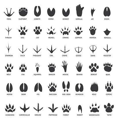 Animals footprints. Animal paws prints. Elephant and gorilla, bison and wolf. Cat, dog and deer, bear black foot tracks vector set