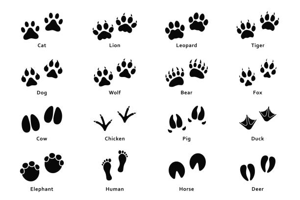 stockillustraties, clipart, cartoons en iconen met dieren footprints, paw prints. set van verschillende dieren en vogels voetafdrukken en sporen. kat, leeuw, tijger, beer, hond, koe, varken, kip, olifant, paard enz - duck feet
