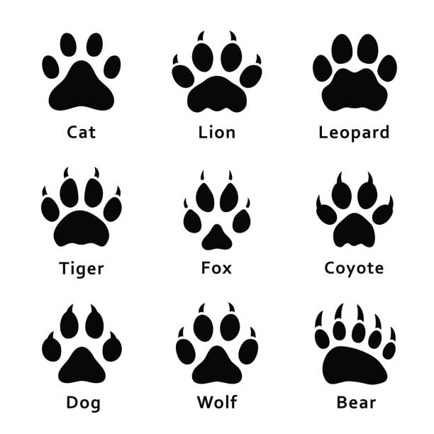 Cat, lion, leopard, tiger, fox, wolf, coyote, dog, bear Animals footprints,...