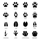 Animals footprints white background